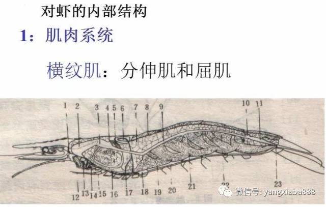 高清图解:对虾内部结构详解,很多养虾人还不了解.