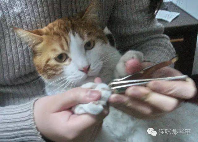 给猫咪剪指甲这件事,是件大事!