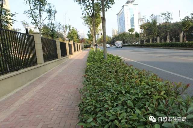 间隔栽植方式增加道路绿化色彩(莒州路) 建设道路绿篱的意义大