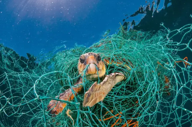 真相9 截止目前,有700多种海洋生物被报道曾误食塑料或被塑料缠绕.