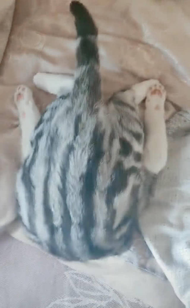 猫咪在沙发上睡觉,主人看了一眼发觉不对,走近