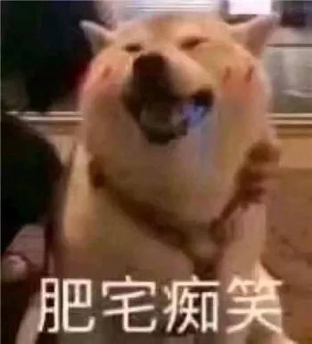 最全沙雕狗子表情包合辑!年度最傻狗子都在这儿了!