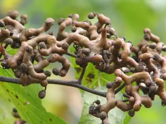 拐枣别名:万寿果,鸡爪子,龙爪,弯捞捞,蜜爪爪等,其实它还有一个一本