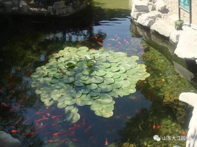 梨花院落溶溶月,柳絮池塘淡淡风.