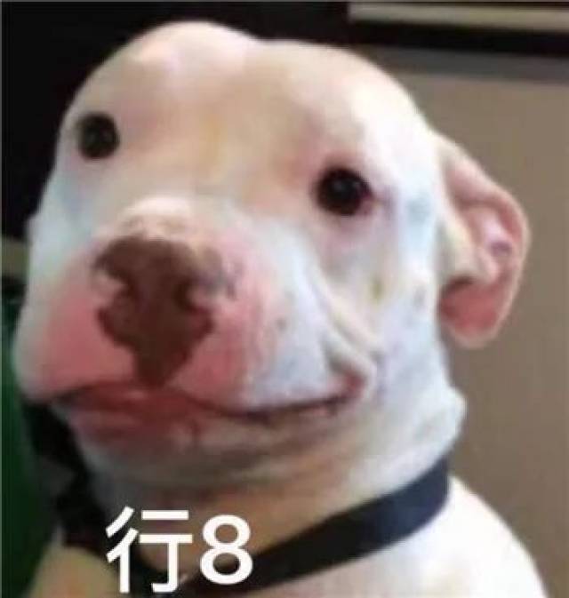 最全沙雕狗子表情包合辑!年度最傻狗子都在这儿了!