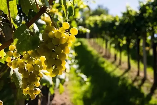 OIV:2018年世界葡萄酒产量最新数据公布,意大
