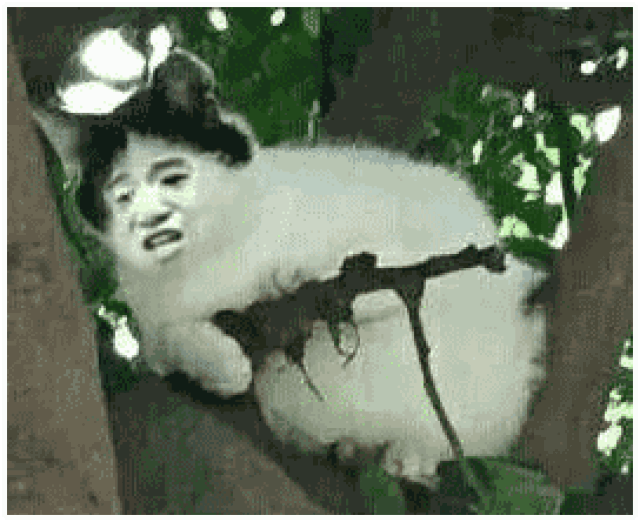 搞笑图片:熊猫头吸猫片