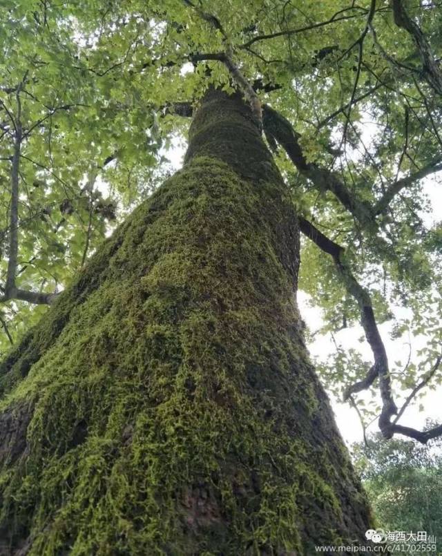 在穿行原始森林中千年古树的浓荫下,顿时领略至那种大自然的神秘感.