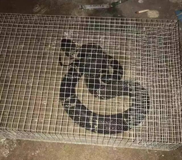 武义县公安局民警于周某家中当场查获用于捕蛇的蛇笼23只,以及来不及