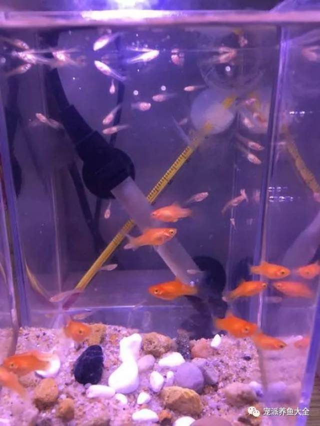 刚孵化的小金鱼怎么养? 宠派养鱼