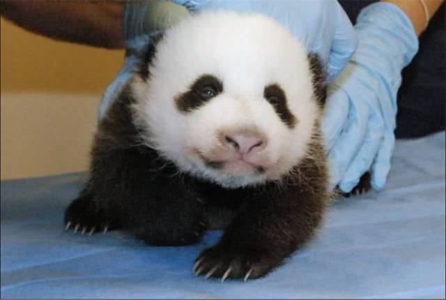 国宝小熊猫,好像刚睡醒的感觉.