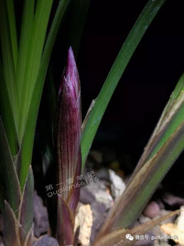 "箨壳"是指在兰花花朵的小花柄基部生长的一种苞衣壳,这在鉴别鉴赏
