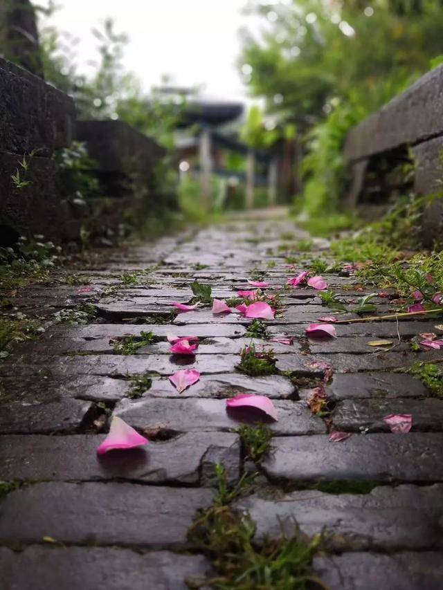 落花和雨满石径.