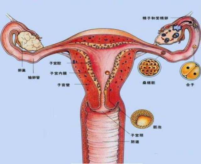 为了防止患宫颈癌切掉子宫,是最好的选择吗?