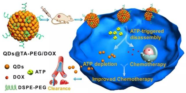 肿瘤环境响应型智能纳米药物递送系统研究获得进展