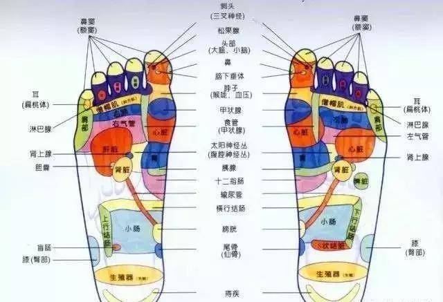 脏腑的12条经脉中人体的五脏六腑在脚上都有相应的投影我们的健康之道