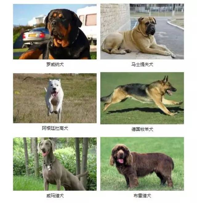 藏獒,马士提夫犬,日本土佐犬,意大利卡斯罗犬,阿根廷杜高犬,美国