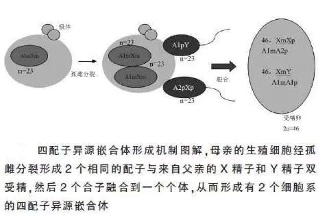 嵌合体的形成机制在目前的文献报道已发现了4 种:第一种为两个胚胎的