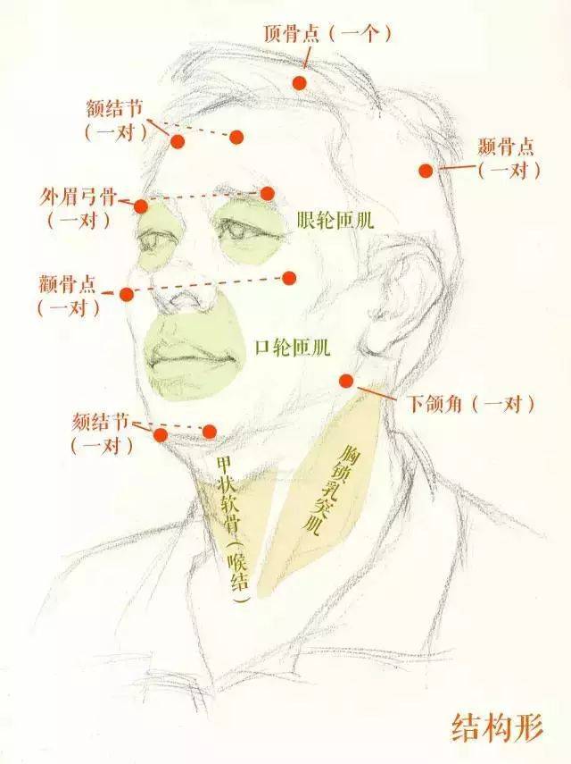 额丘,眉弓骨,颧骨,颏结节,下颌角,颞骨点,眼轮匝肌,口轮匝肌,法令纹