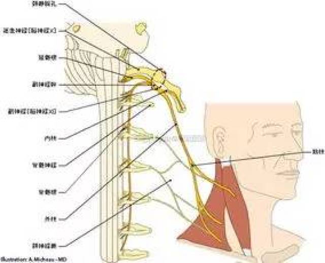 迷走神经:迷走神经在颈长肌附近,胸锁乳突肌内侧面.