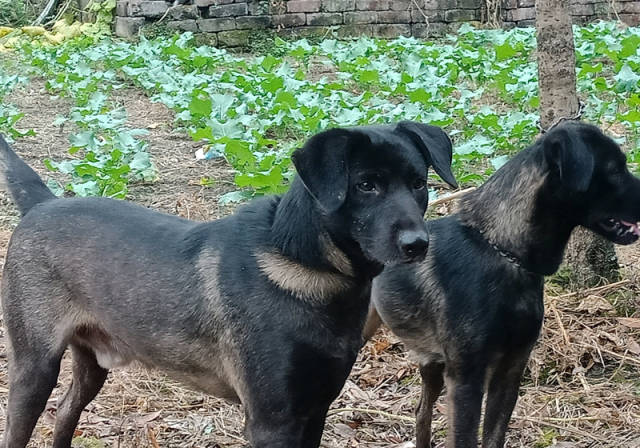 5种国人认为最好的山地猎犬,广西一只,四川就占了两只