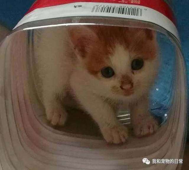 刚满月的小奶猫就被丢弃,带回家后,它躲在矿泉水瓶里不肯出来!