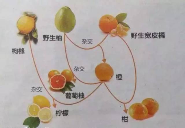 这几款水果,秋冬怎么吃才好?