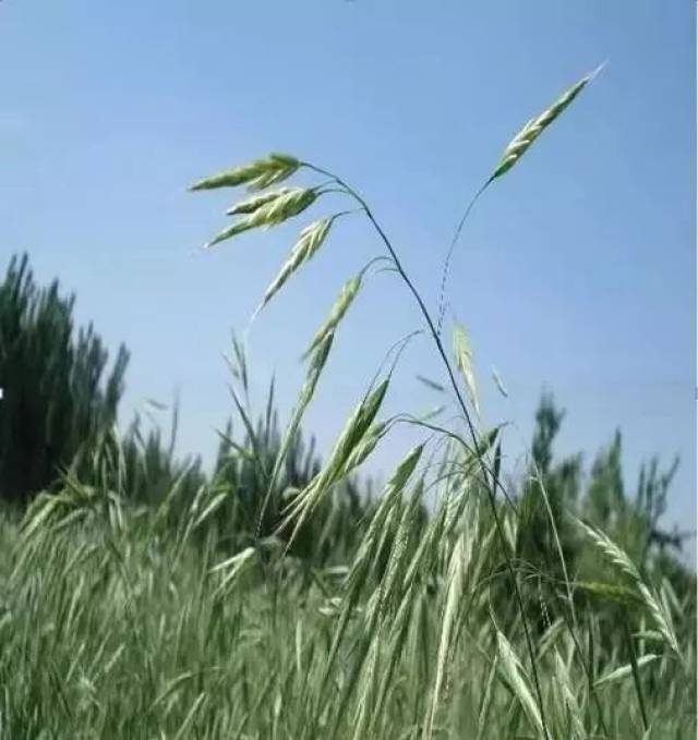 节节麦,雀麦,野燕麦,混在麦田是祸害!你要的防治方法这儿都有