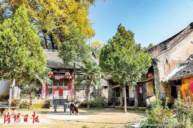 这里千年银杏国内最多,洛阳云岩寺最美银杏林风景