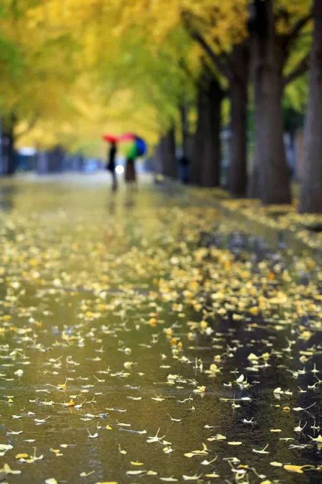 雨淅淅沥沥 缤纷的银杏叶寻找着归宿 冷风吹透脊背 寒冷慰藉着孤独 一