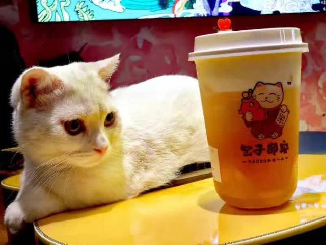 猫主题饮品居酒屋!【包子御宅】约你来撸猫