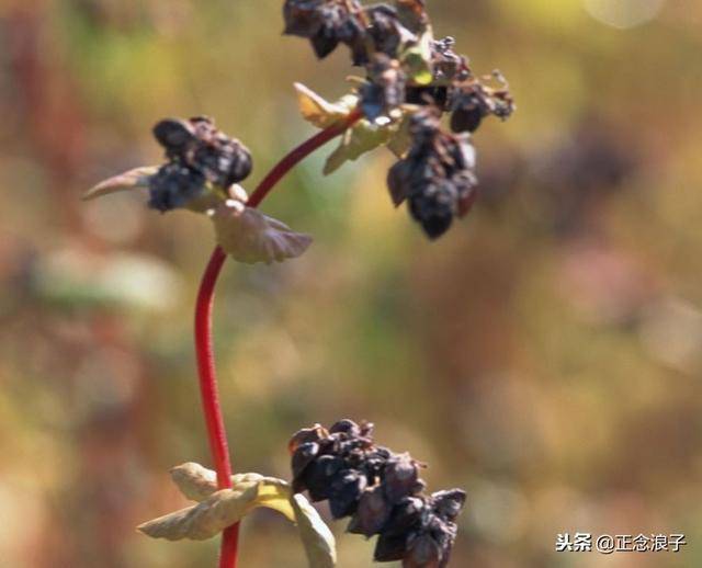 黑苦荞植物果实