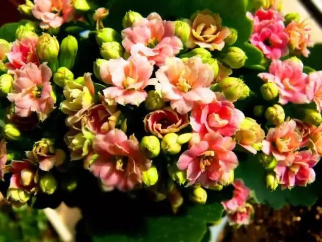 (风花雪月)