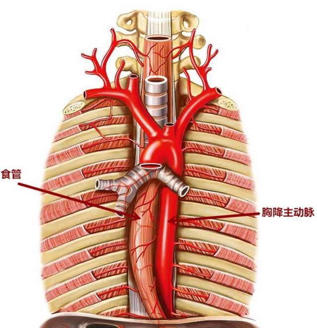 从图中可以看出,食管和胸主动脉的位置非常接近.