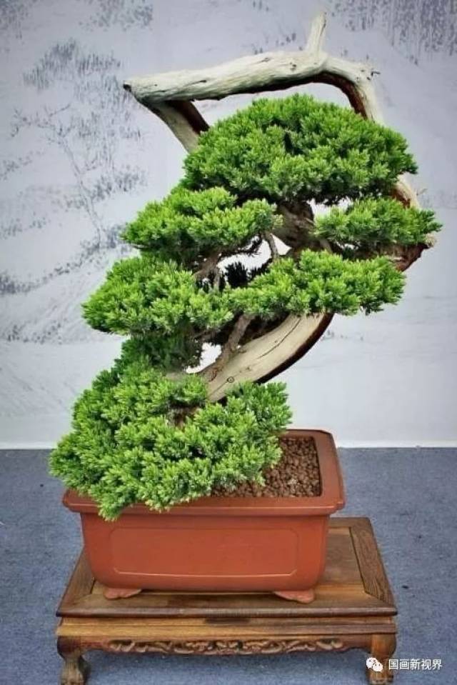 这才是世界顶级盆景,美极了!