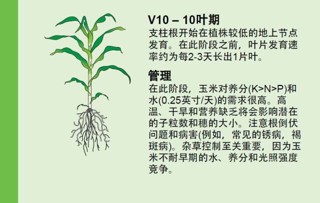 玉米的一生,秘密!养猪业中如何用好?