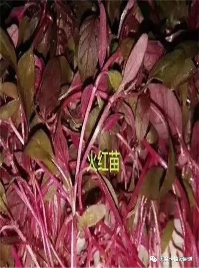 47种最常用的摆盘花草,拯救你的摆盘画风!做厨师的一定要知道!