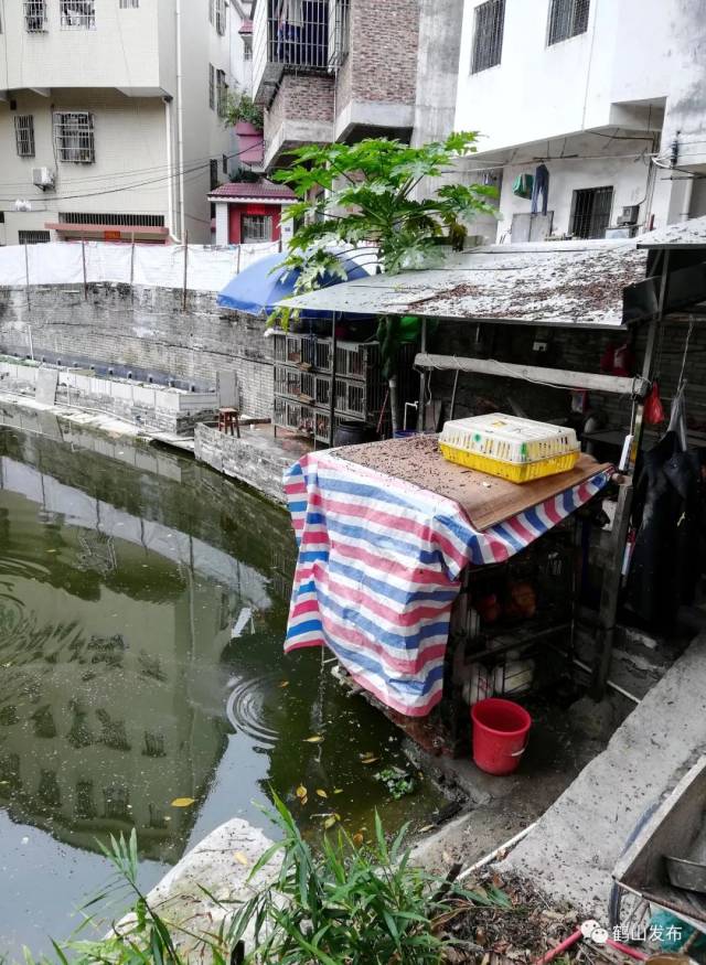 这些鹤山人竟然做出这种行为!都被拍了!你上镜了