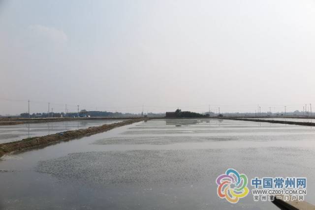 常州溧阳社渚镇被授予中国青虾第一镇称号