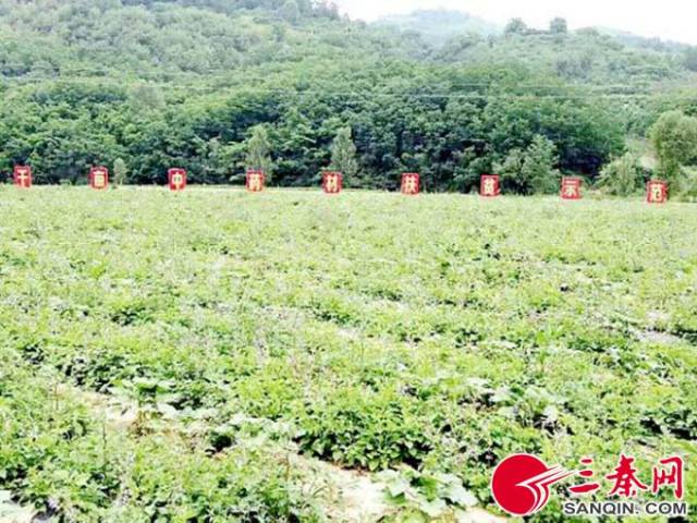 以耀州,印台,宜君为重点,建设一批规范化,规模化中药材种植基地.