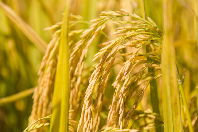 这个秋天好去处,云浮罗定的金色稻田有你想要的精彩!
