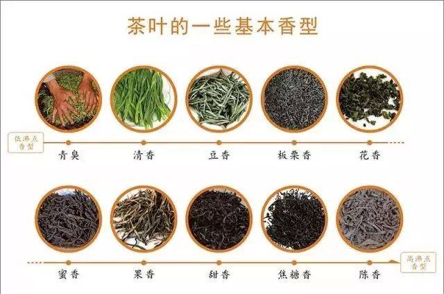 【神奇的茶香】茶叶芳香物质详解