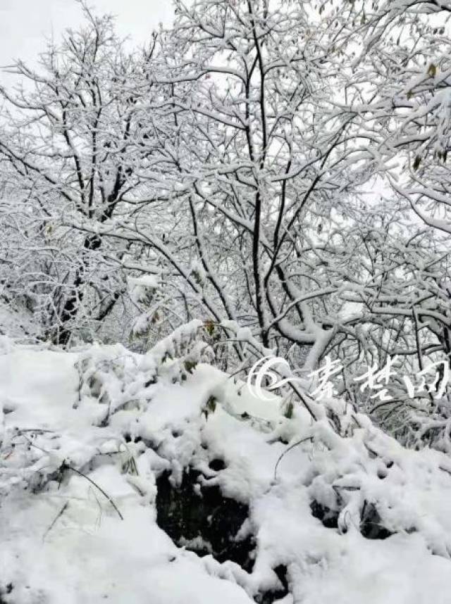 这是今天十堰的雪景图,刷爆朋友圈!