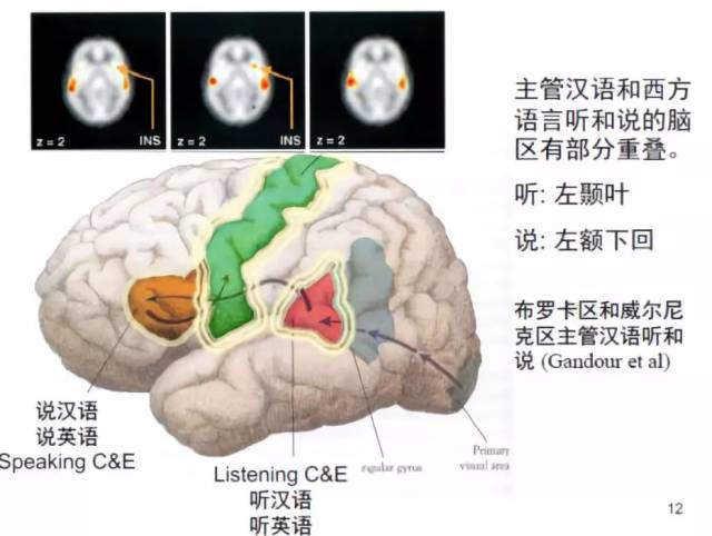 声音谭力海过多使用电子设备影响大脑阅读中枢形成