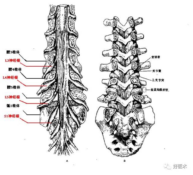 骶1神经根发自腰5/骶1椎间盘的上缘或腰5椎体下1/3水平,向下外走行