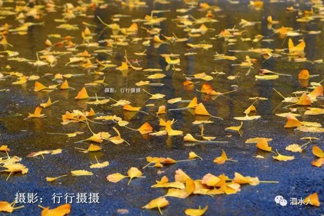 纷纷飘落的银杏叶儿,仿佛在跳着欢快的雨中芭蕾.