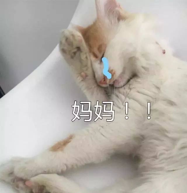 问妈妈要零花钱系列猫咪表情包