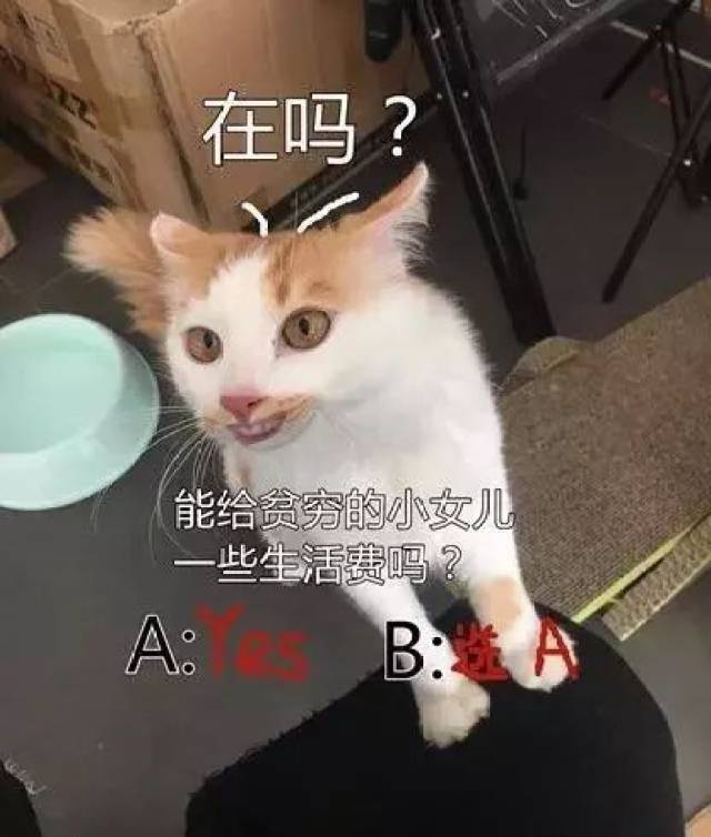 问妈妈要零花钱系列猫咪表情包