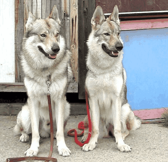 世界上十大难以被驾驭的凶猛恶犬