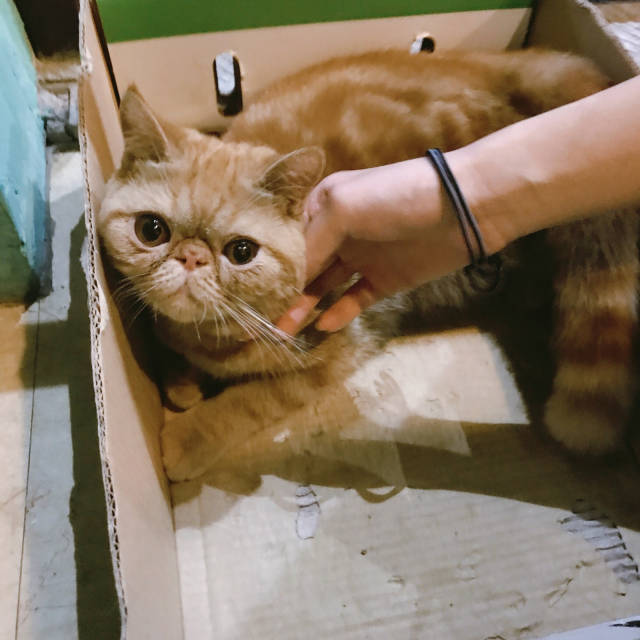 摸猫后被咬是怎么回事?「科瑞卡科普」